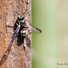 Apoid Wasp
