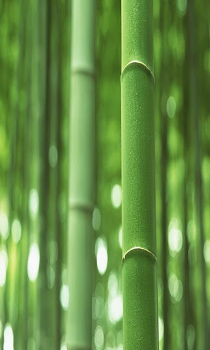 Bamboo Photo Wallpaper