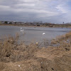 Snowy Egret