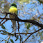 Red-rumped Parrot