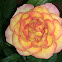 Minature rose