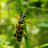 Spotted Longhorn
