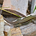 Four-lined Ameiva/Whiptail