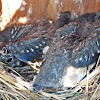 Eastern bluebird (box #2 brood #1)