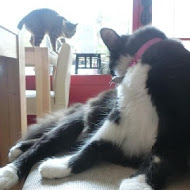 貓旅行咖啡輕食館