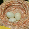American Goldfinch Nest and Eggs