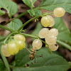 White Elderberry