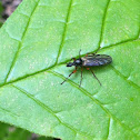 Female march fly