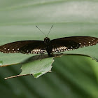 Malayan Eggfly