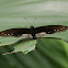 Malayan Eggfly