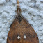 Rusty Tussock Moth or Vapouror