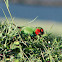 Fiji Parrotfinch