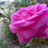 Pink Rose ( गुलाब )