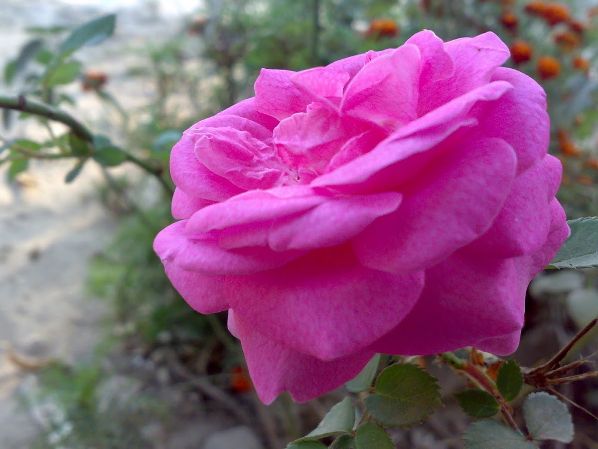 Pink Rose ( गुलाब )
