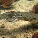 Pharaoh Cuttlefish - Pair