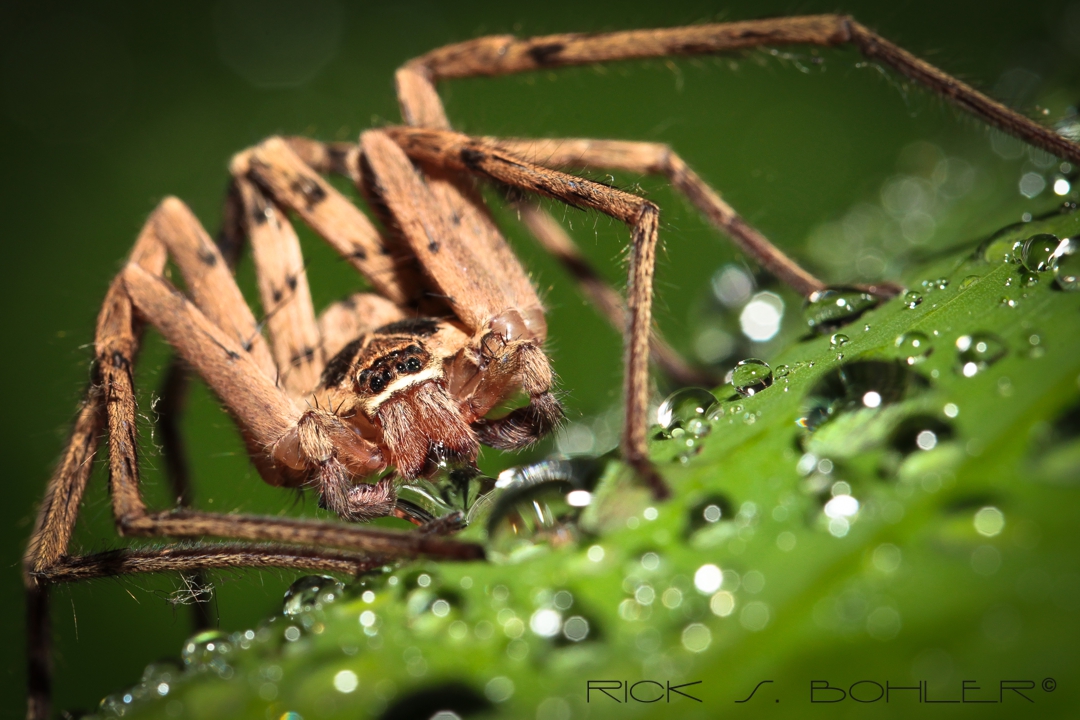 Huntsman spider (male)