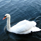 Mute Swan / Cisne mudo o blanco.