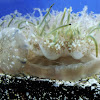 Upside-down jellyfish