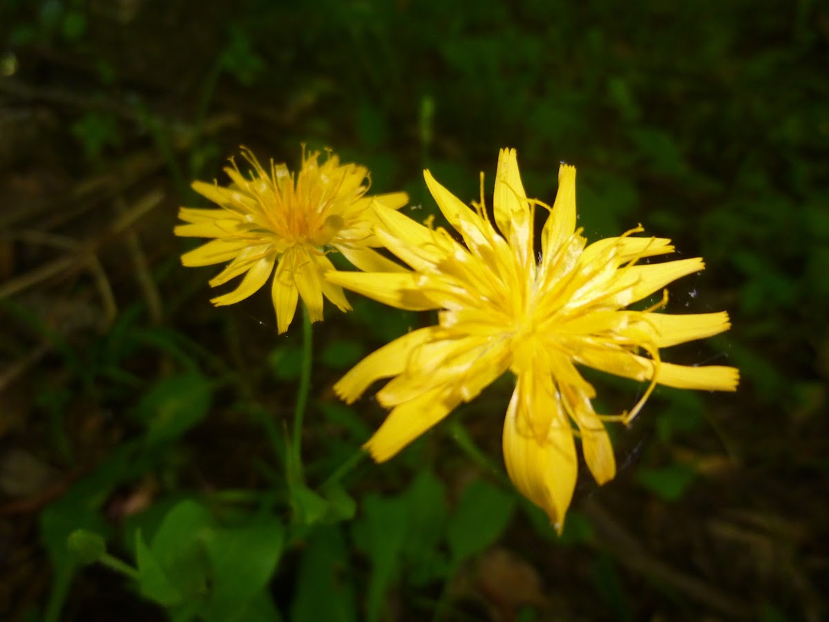 Two-flower Cynthia, Dwarf Dandelion