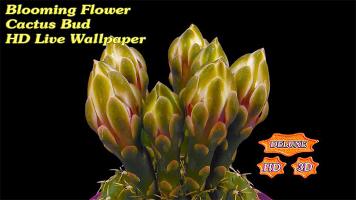 免費個人化App|Blooming Flower Cactus Buds|阿達玩APP