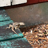 Texas Spiny Lizard