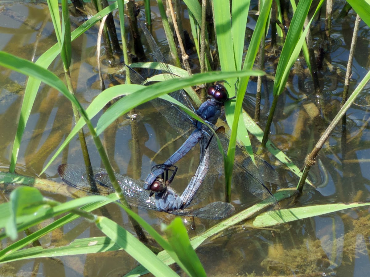 Slaty Skimmer dragonflies (mating pair)