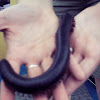 Giant african millipede
