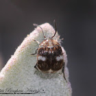 Pea and Bean Weevil