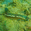 Dorid slug (nudibranch)