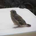 House Finch (immature)