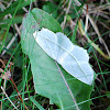 Common White Wave Moth
