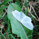 Common White Wave Moth
