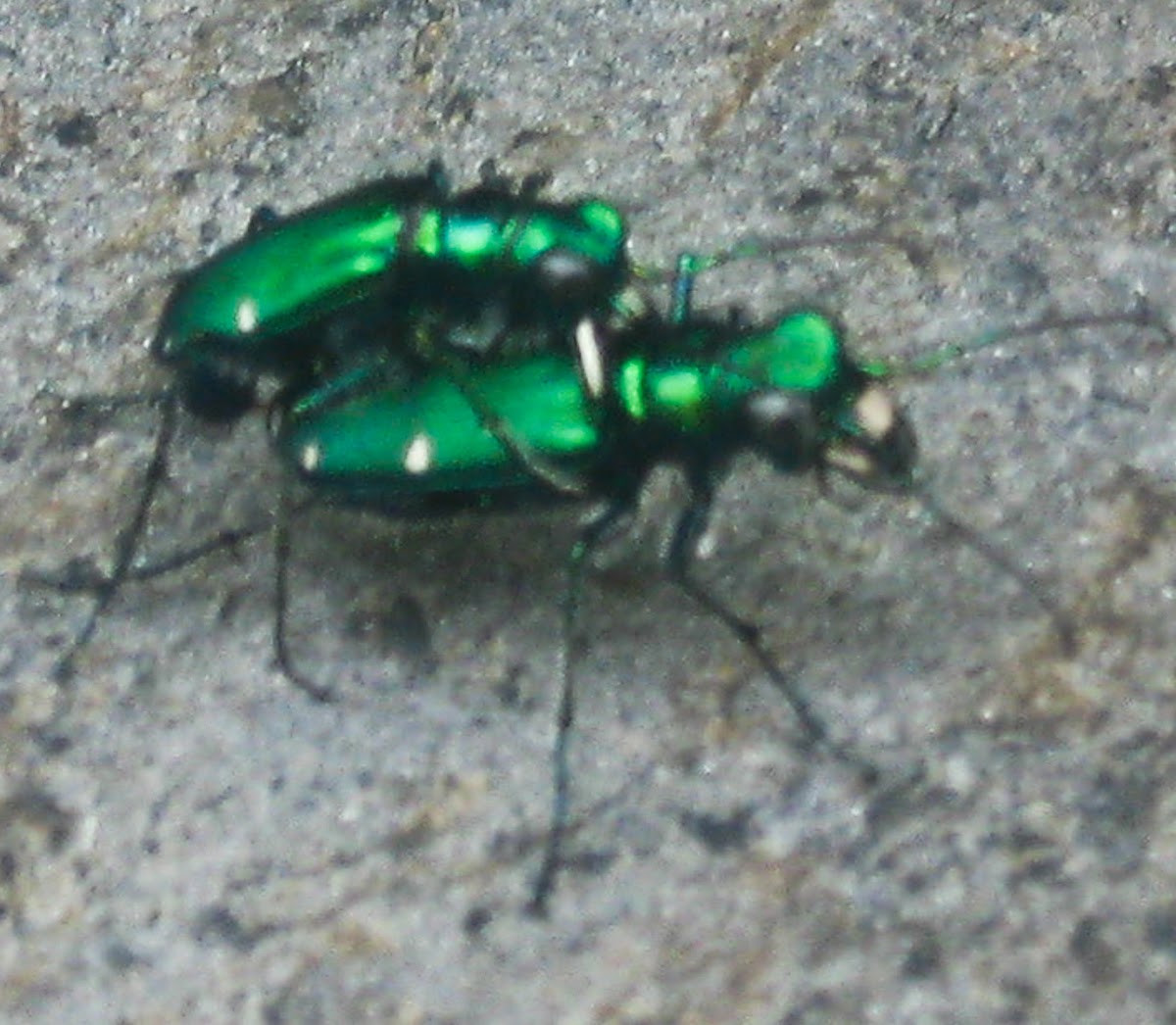 Six Spotted Green Tiger Beetles