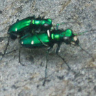 Six Spotted Green Tiger Beetles