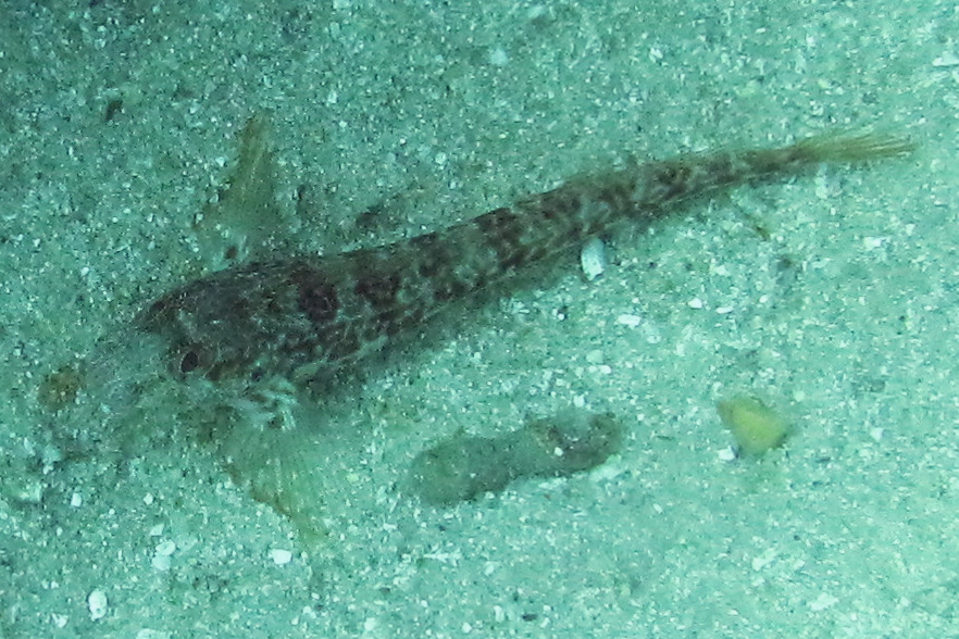 Rocky goby (young)