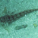 Rocky goby (young)
