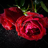 Lovely Roses by Monzur Sazid Ahmed -  