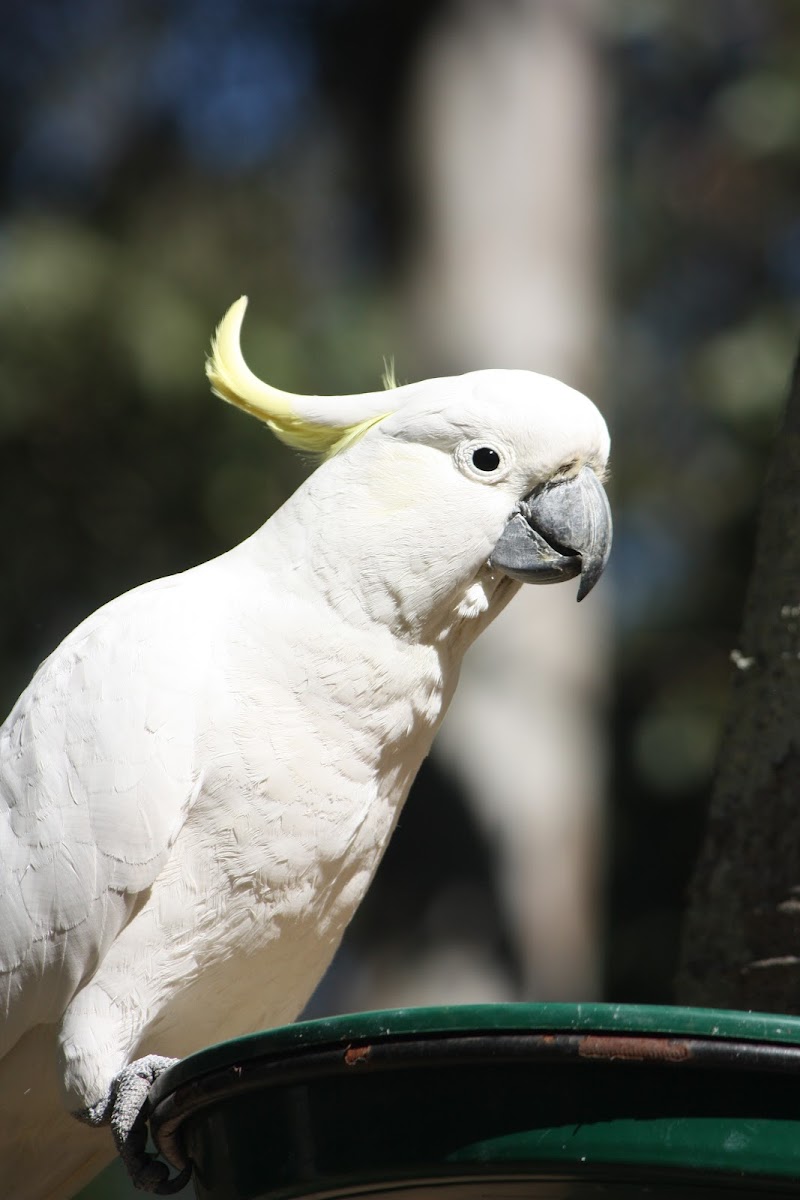Sulphur-crested Cockatoo