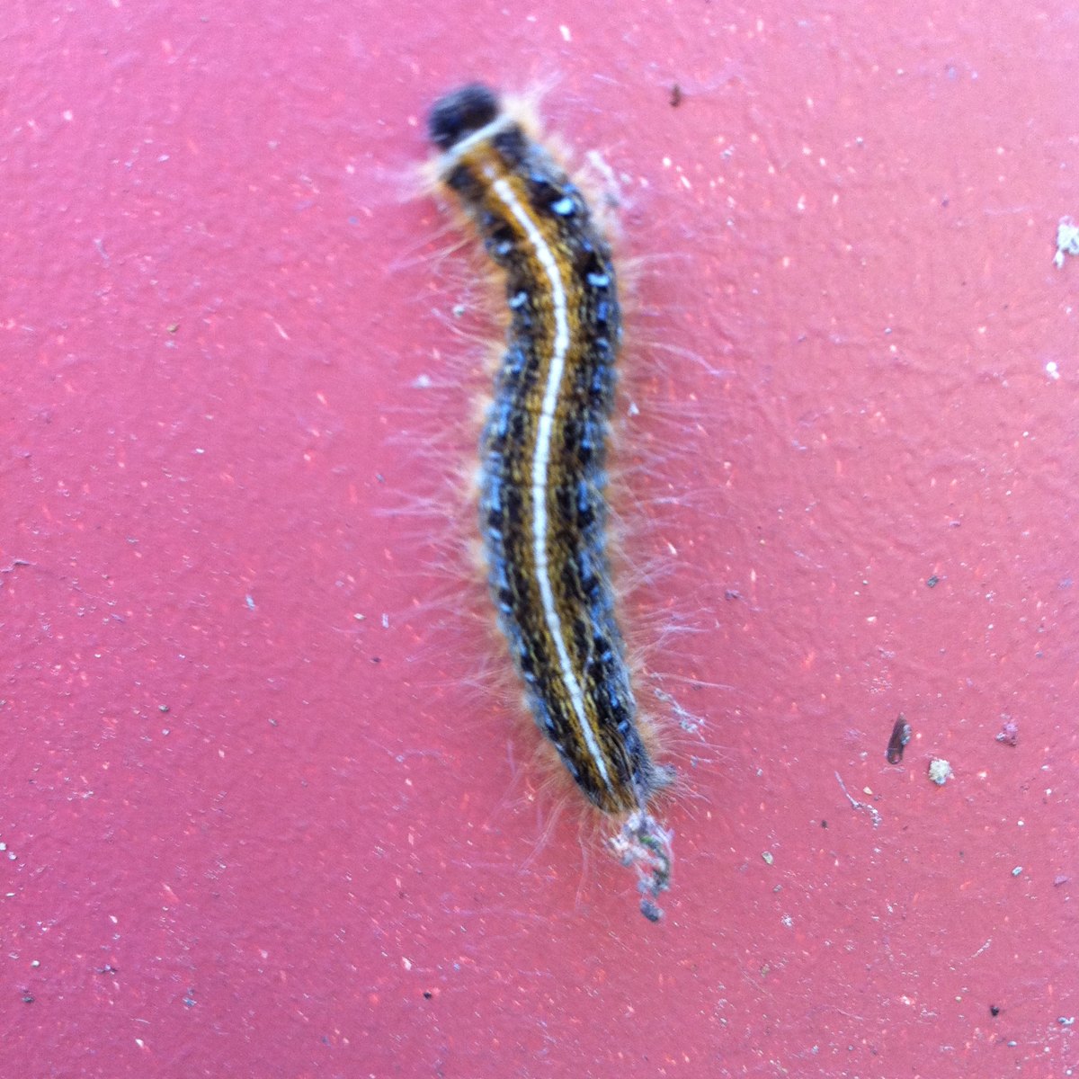 Tent Caterpillar