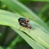 Cereal Leaf Beetle (copulation)