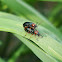 Cereal Leaf Beetle (copulation)