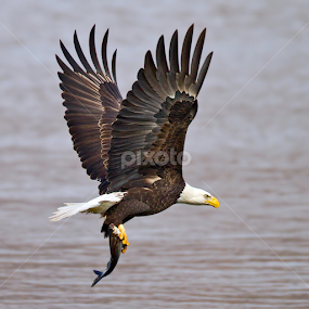 Oh Yeah !!! by Herb Houghton - Animals Birds