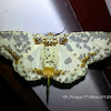 Magpie Moth