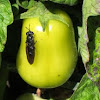 Black Soldier Fly on tomato