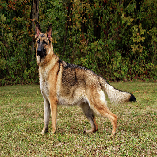 German Shepherd Training