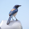 Western Scrub Jay