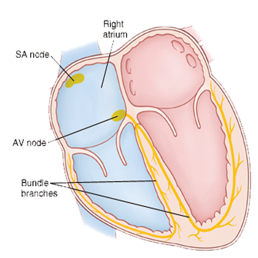 Cardiac Arrhythmia & Treatment LOGO-APP點子