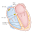 Cardiac Arrhythmia & Treatment Download on Windows