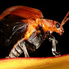Celtis Leaf Beetle
