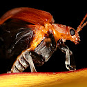 Celtis Leaf Beetle